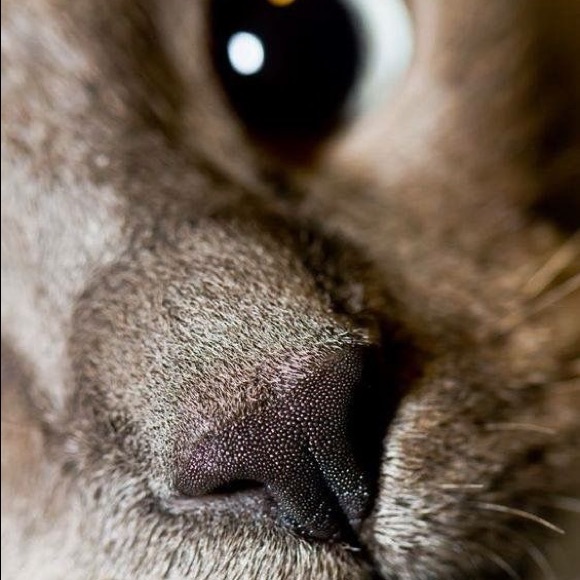 Meet your Posher, Michelle - Picture 1 of 1